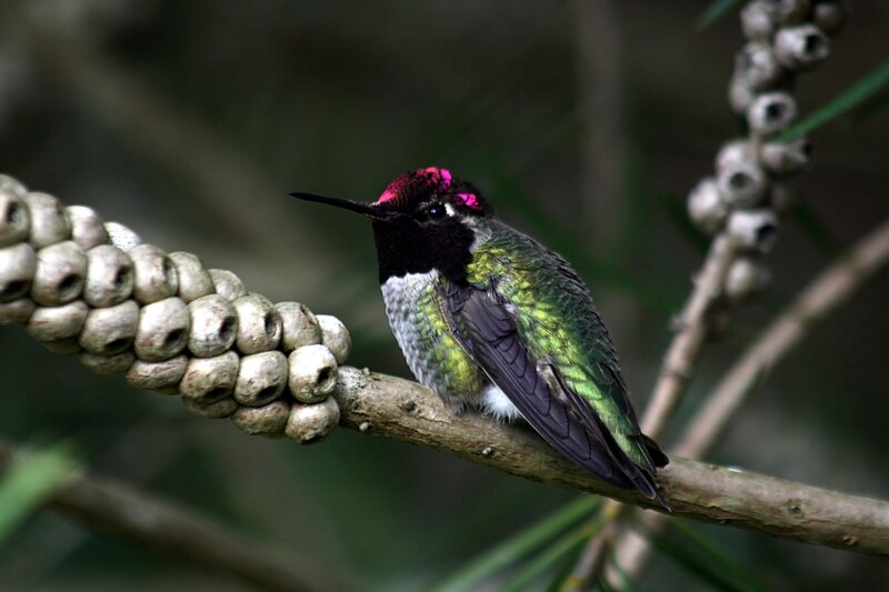 Hummingbird on Branch — Green