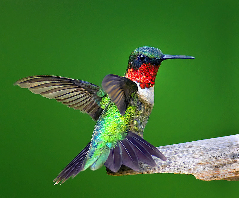Hummingbird on Branch — Green, Vibrant