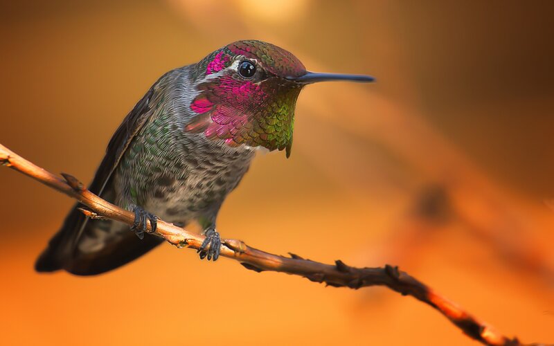 Hummingbird on Branch — Orange, Serene, Sunset