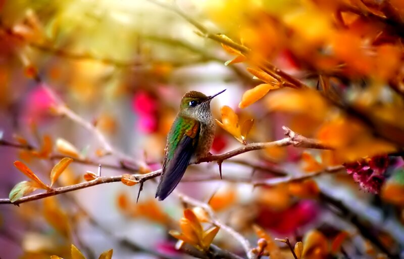 Hummingbird on Branch — Orange, Serene