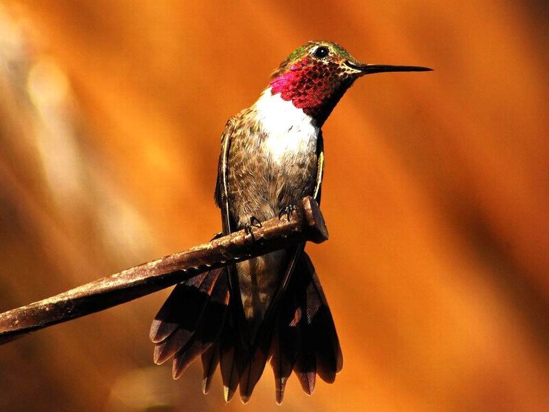 Hummingbird on Branch — Orange