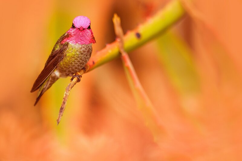 Hummingbird on Branch — Pink, Calm, Photograph
