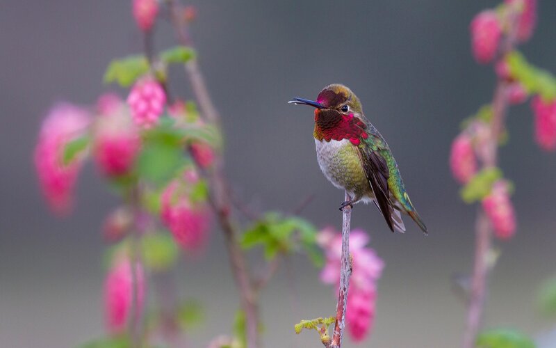 Hummingbird on Branch — Pink, Calm