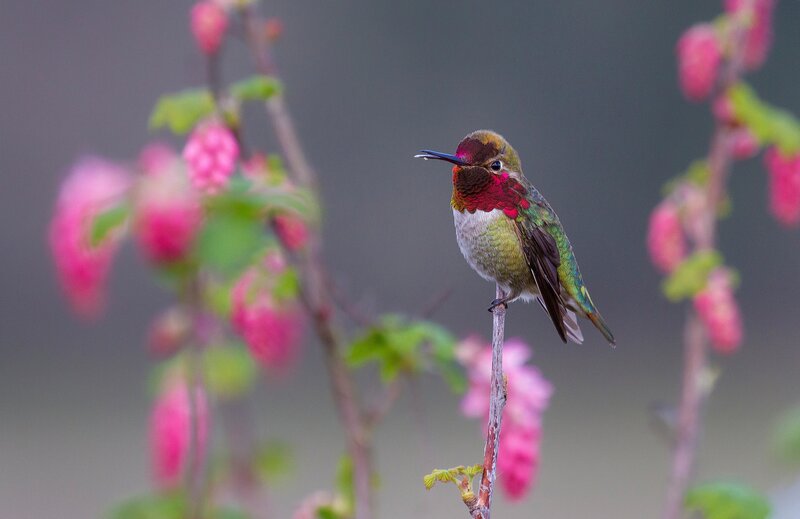 Hummingbird on Branch — Pink, Serene
