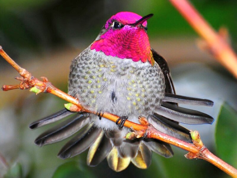 Hummingbird on Branch — Pink