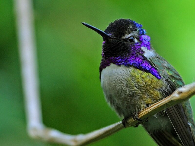 Hummingbird on Branch — Purple, Calm, Photograph, Green Background