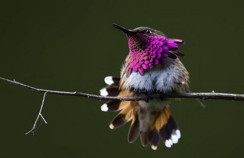 Hummingbird on Branch — Purple, Calm, Photograph