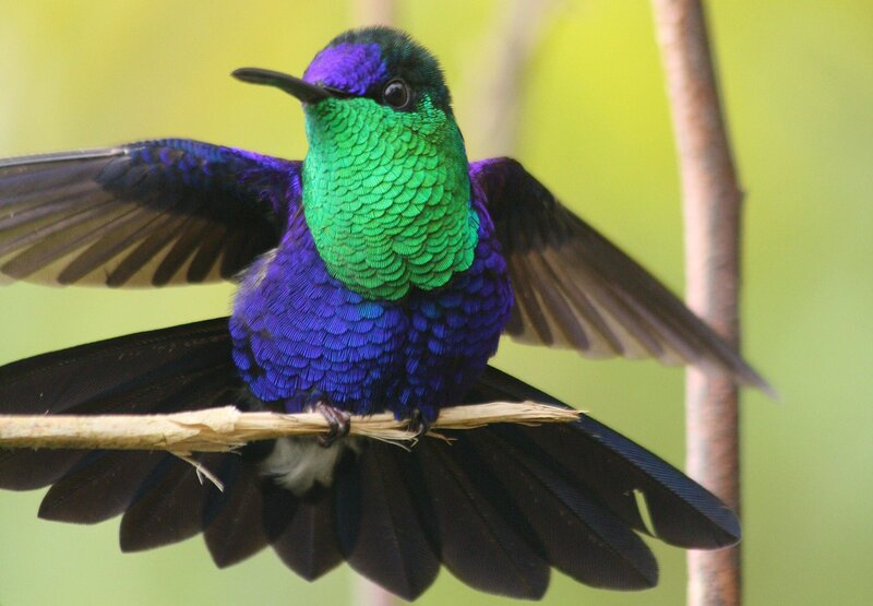 Hummingbird on Branch — Purple, Calm