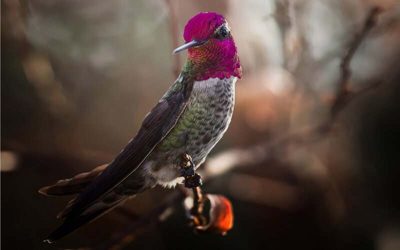 Hummingbird on Branch — Purple, Serene, Sunset