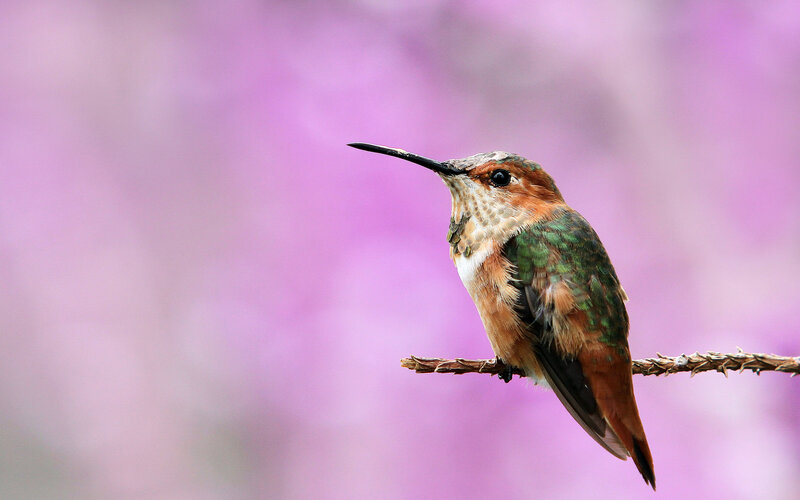 Hummingbird on Branch — Purple, Serene