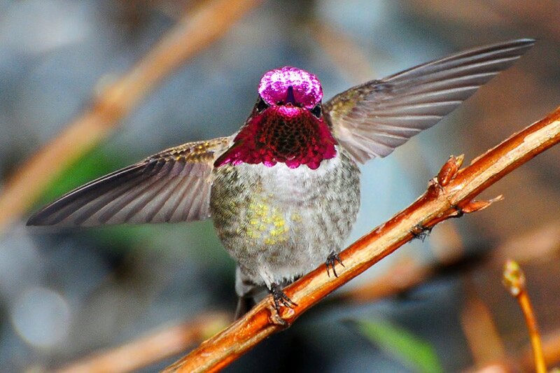 Hummingbird on Branch — Purple