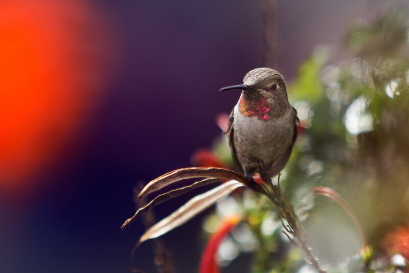 Hummingbird on Branch — Red