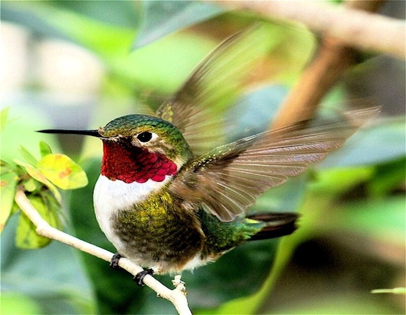 Hummingbird on Branch
