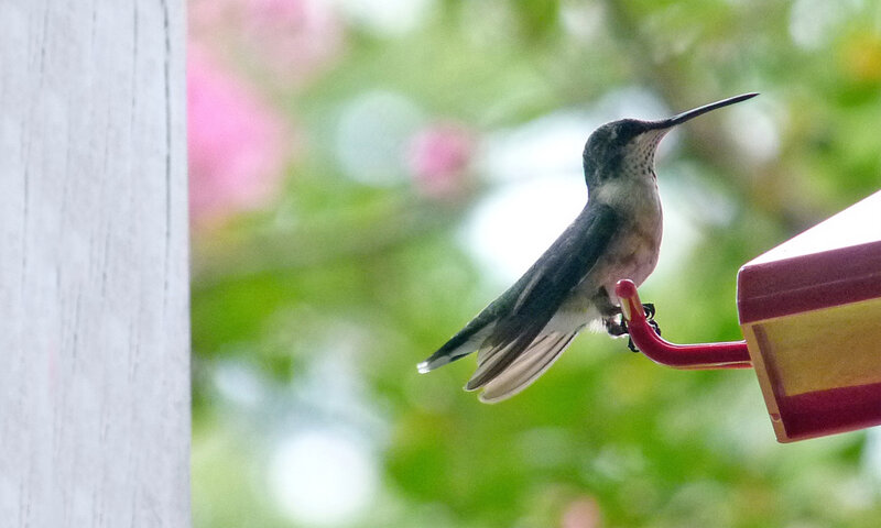 Hummingbird on Feeder — Green, Calm, Spring