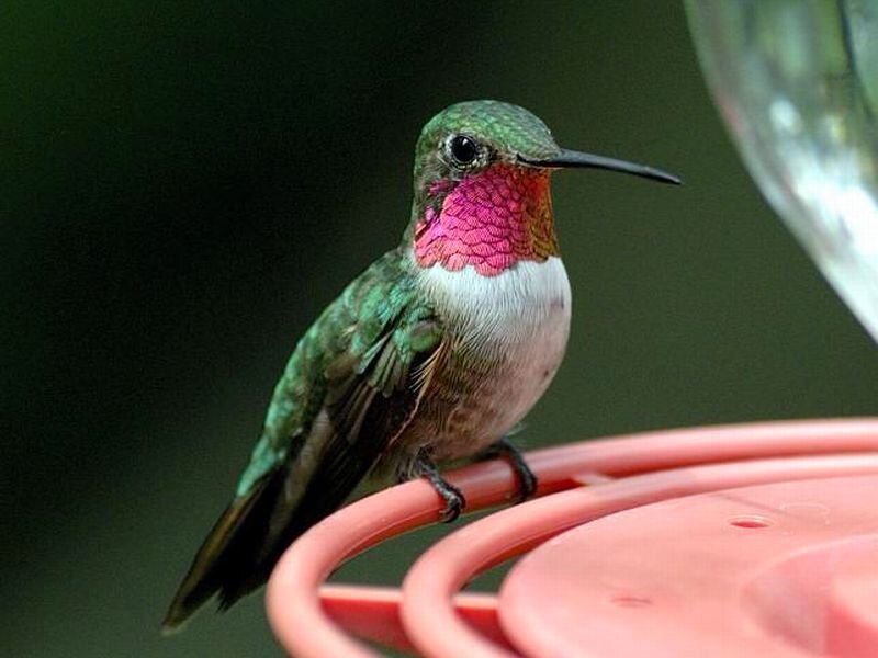 Hummingbird on Feeder — Green, Calm