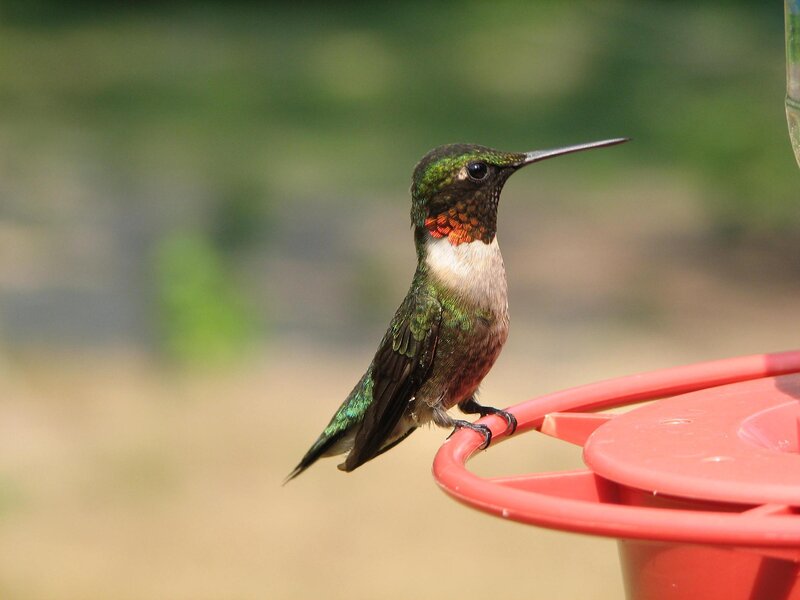 Hummingbird on Feeder — Green
