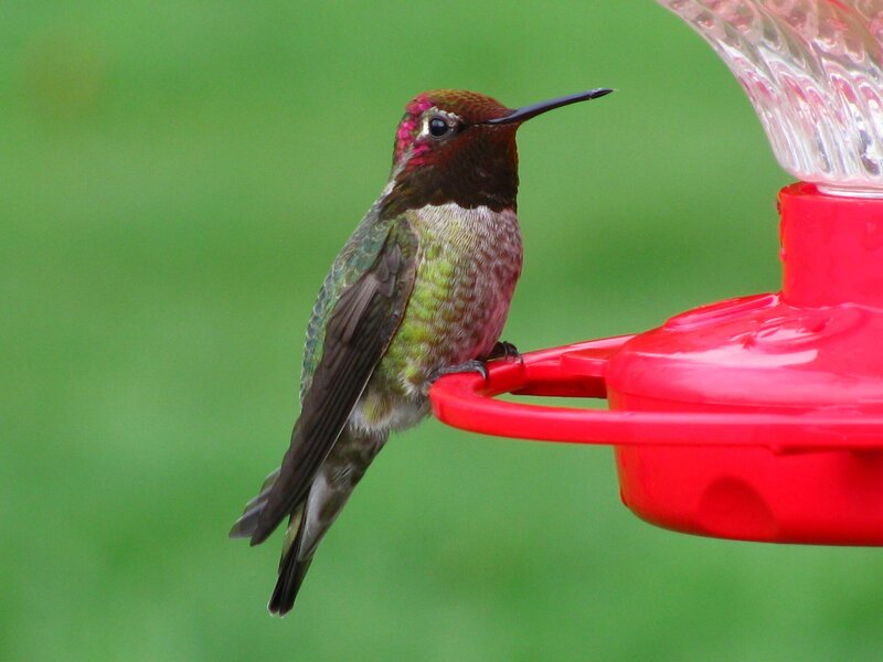 Hummingbird on Feeder — Red, Calm