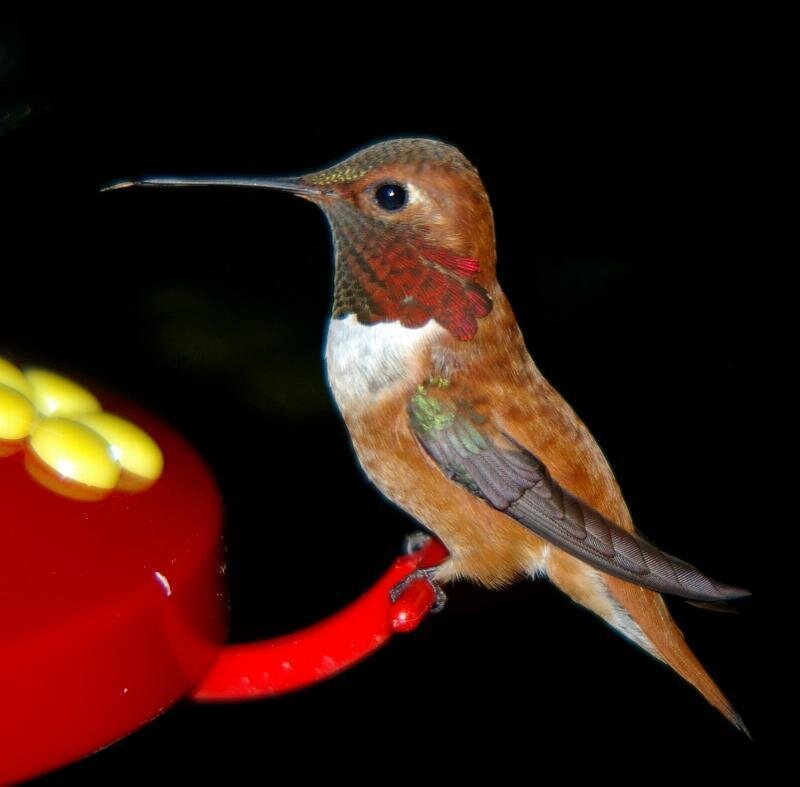 Hummingbird on Feeder — Red, Dramatic