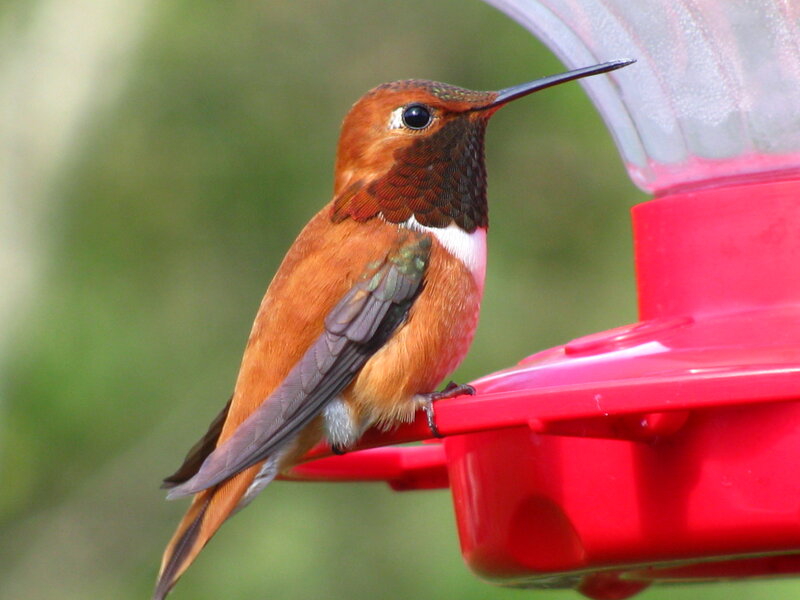 Hummingbird on Feeder — Red
