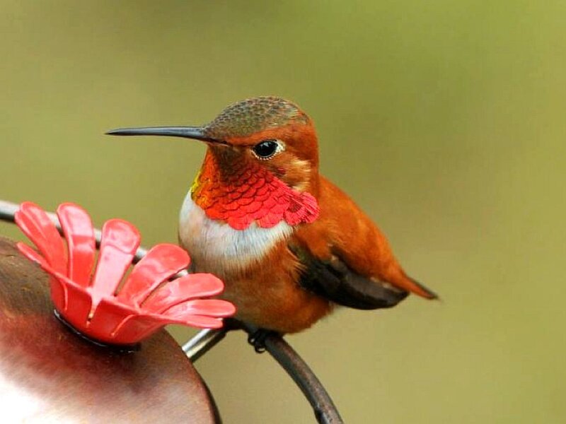 Hummingbird on Feeder