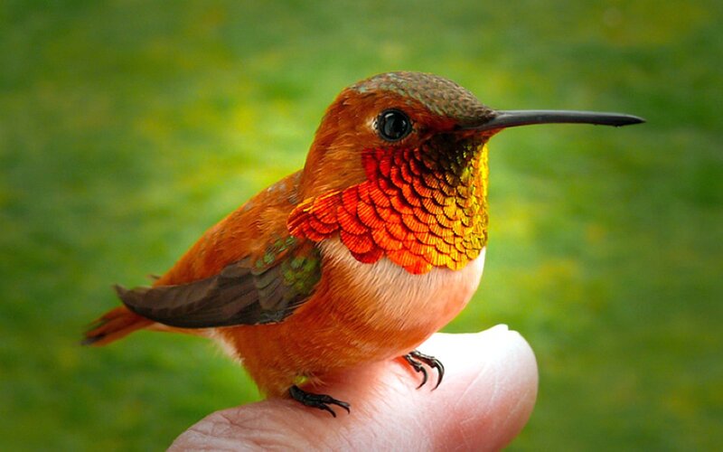 Hummingbird on Finger — Orange, Calm