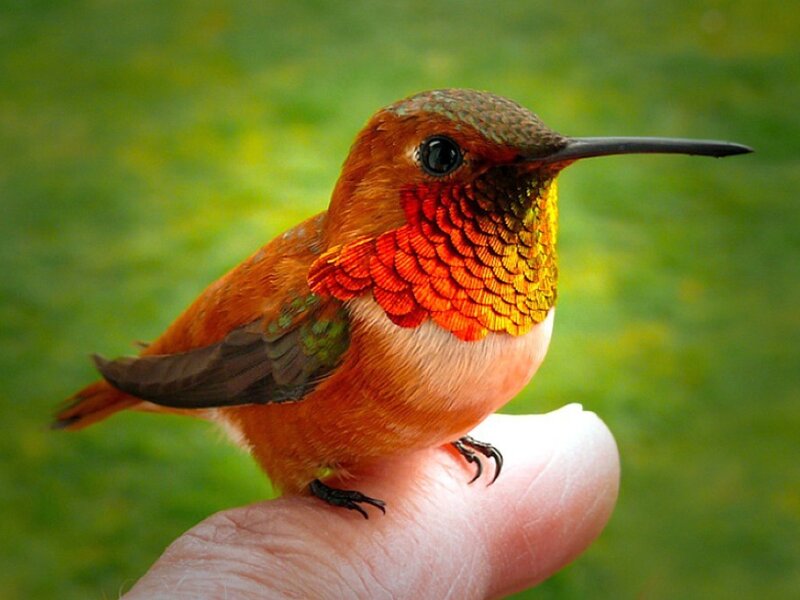 Hummingbird on Finger — Orange