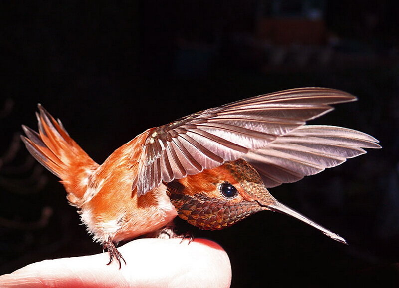Hummingbird on Finger