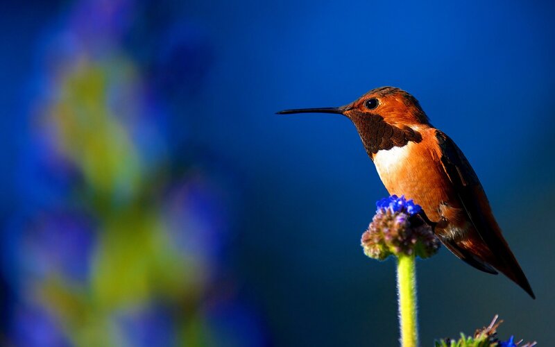 Hummingbird on Flower — Blue, Serene