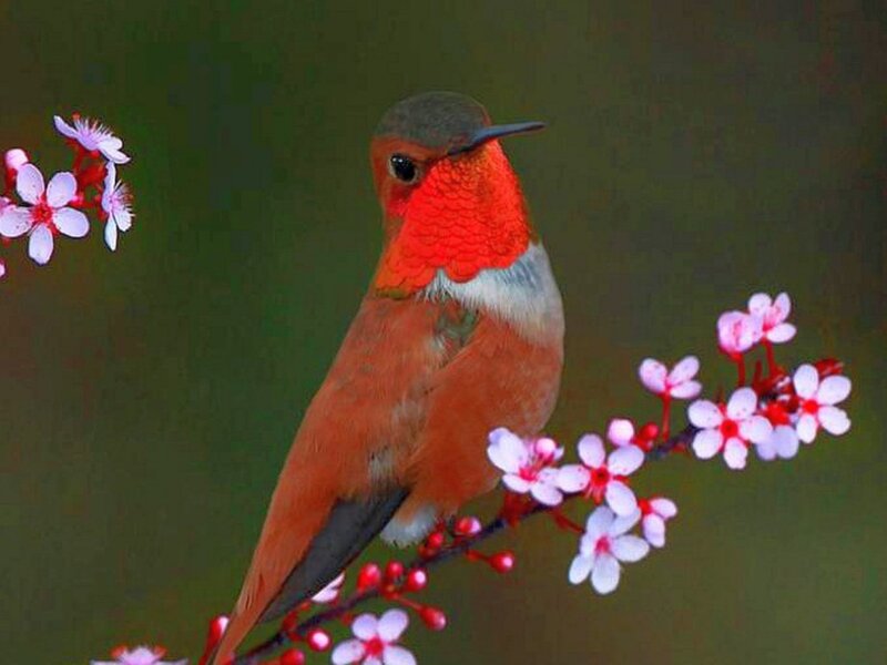 Hummingbird on Flower Branch — Red