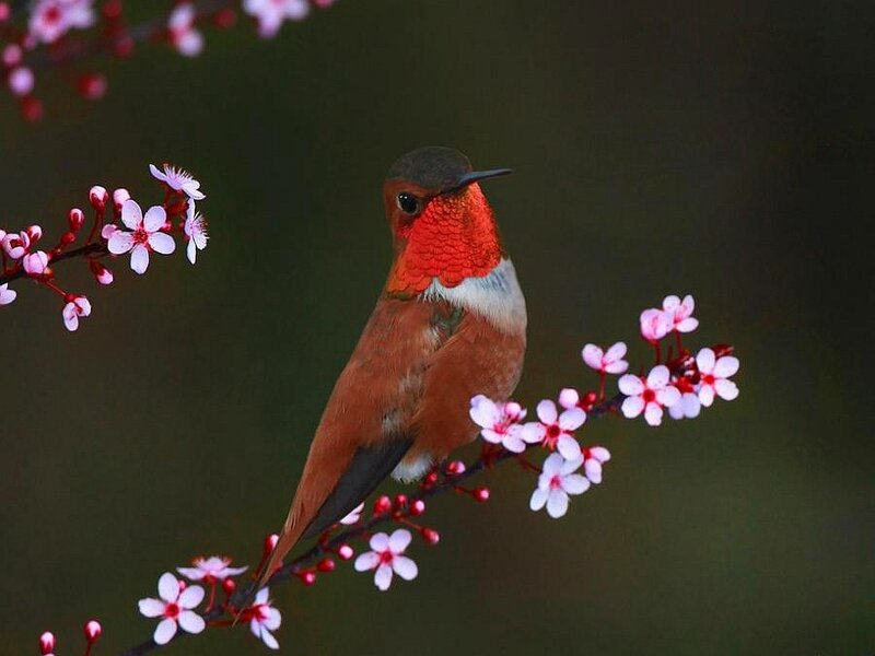 Hummingbird on Flower Branch