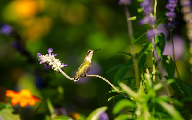Hummingbird on Flower — Green, Serene