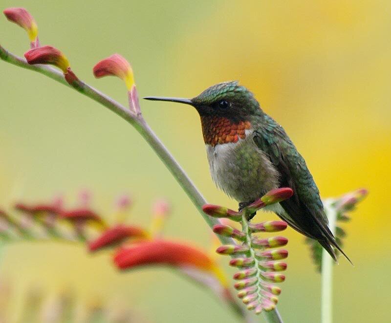 Hummingbird on Flower — Green