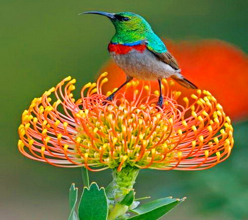 Hummingbird on Flower — Green, Vibrant