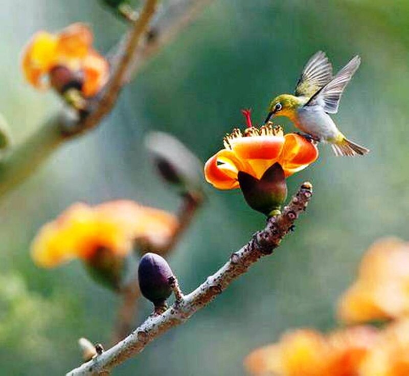 Hummingbird on Flower — Orange