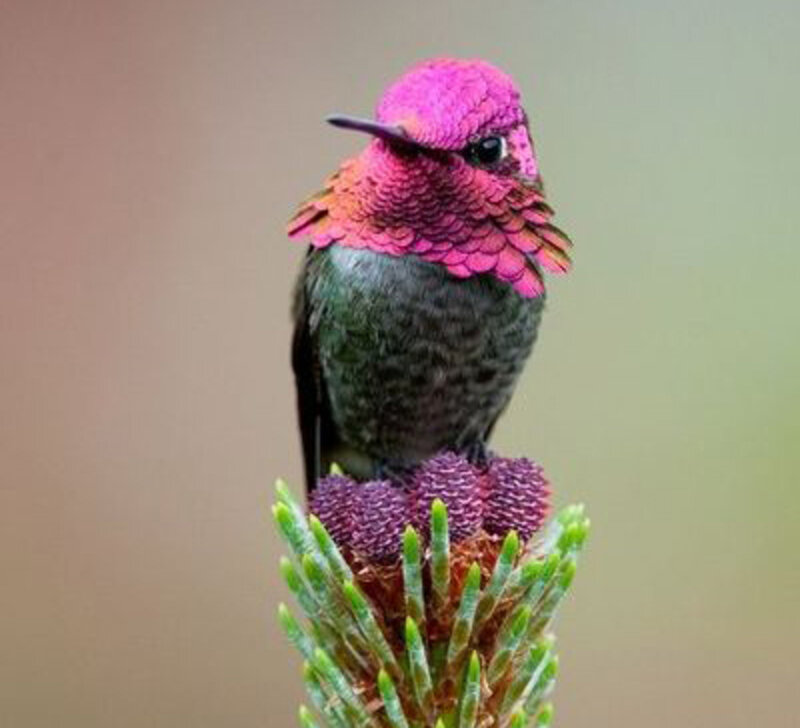 Hummingbird on Flower — Pink, Calm