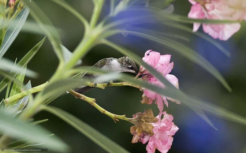 Hummingbird on Flower — Pink, Serene, Afternoon, Photograph