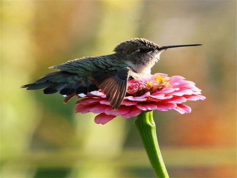 Hummingbird on Flower — Pink, Serene, Afternoon