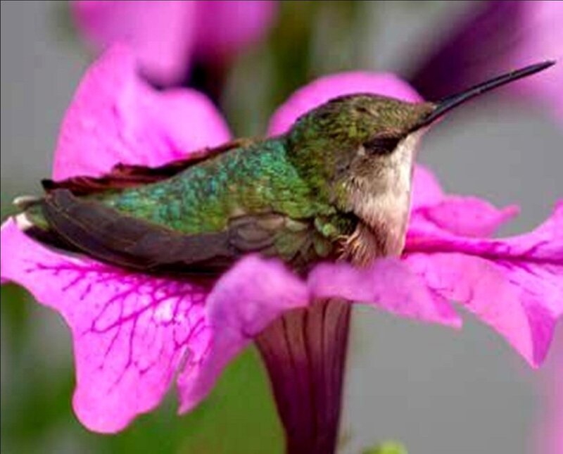 Hummingbird on Flower — Pink