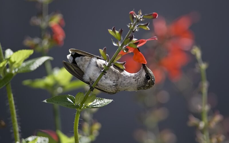 Hummingbird on Flower — Red