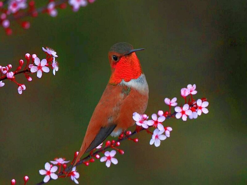 hummingbird on flowering branch