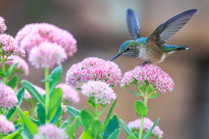 Hummingbird on Flowers — Pink