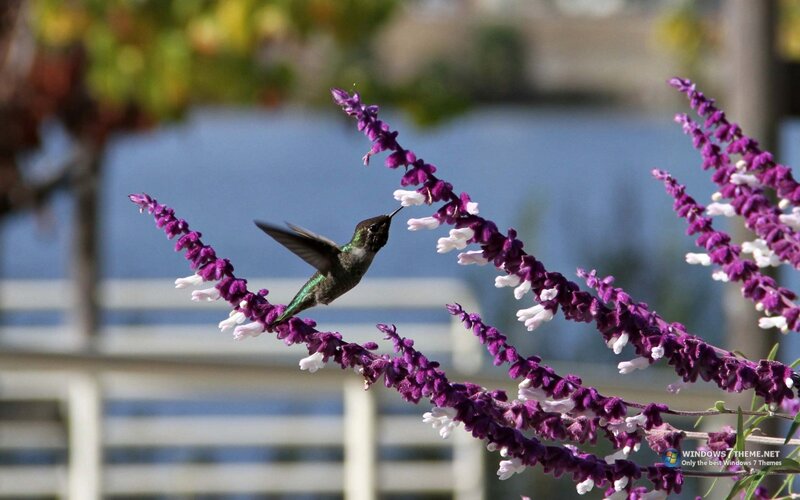 Hummingbird on Flowers — Purple