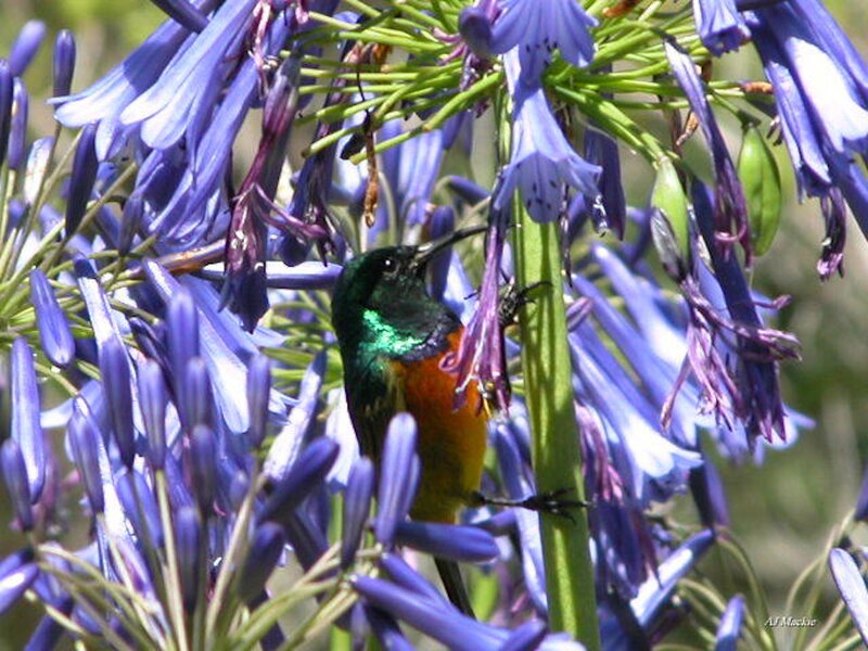 Hummingbird on Flowers