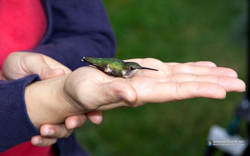 Hummingbird on Hand — Green, Calm, Photograph