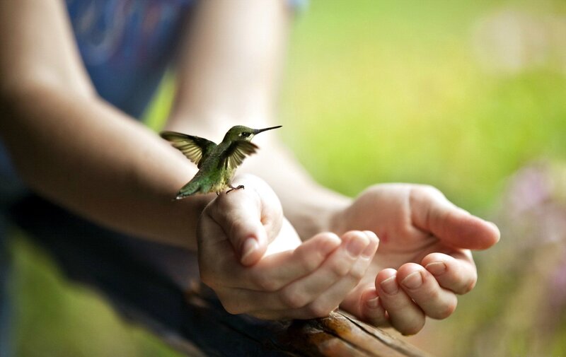 Hummingbird on Hand — Green, Calm