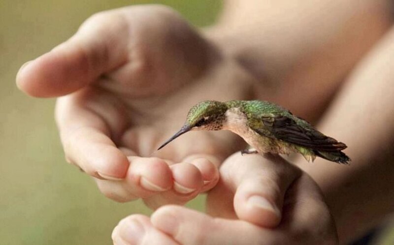 Hummingbird on Hand — Green