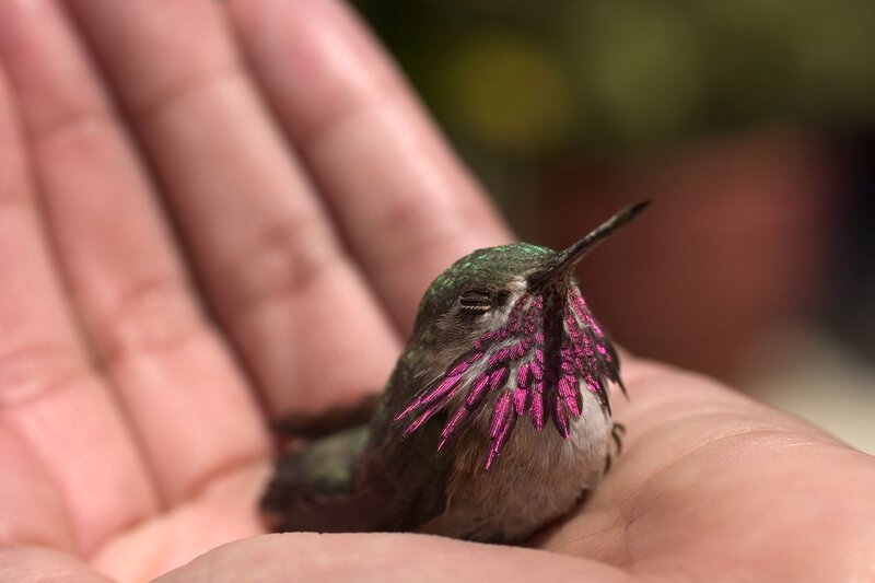 Hummingbird on Hand