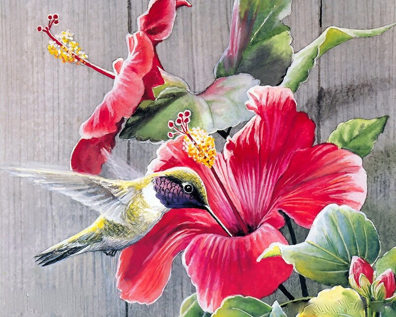 Hummingbird on hibiscus flower