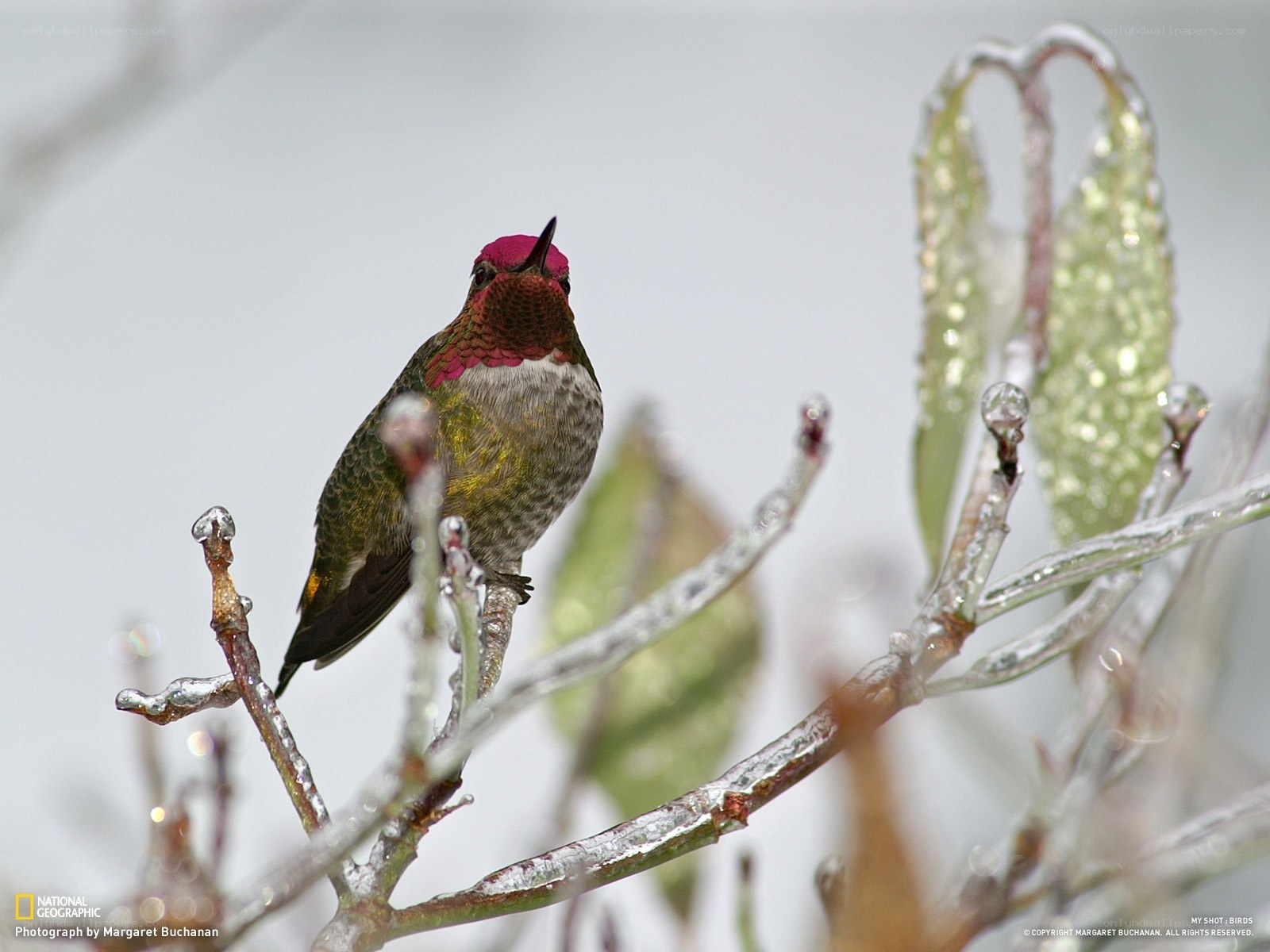 hummingbird on icy branch