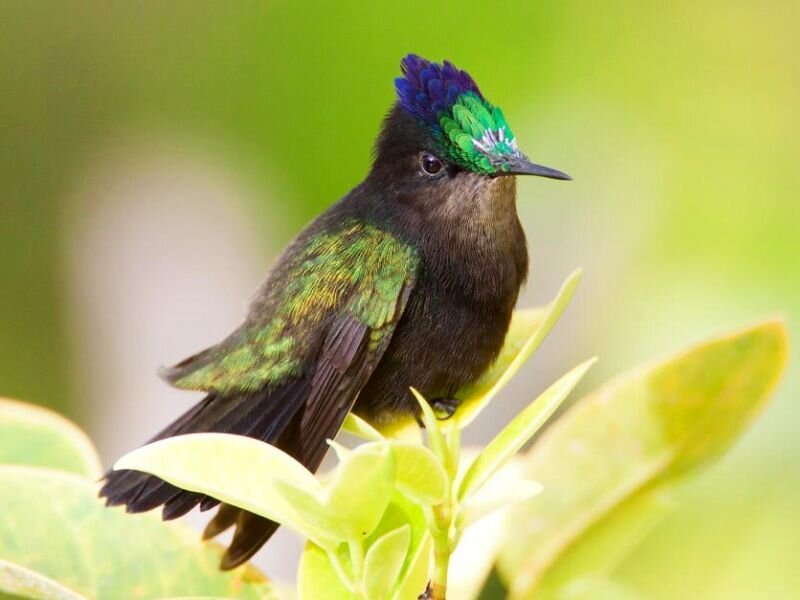 Hummingbird on Leaf